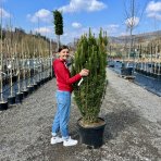 Hlavotis peckovitý (Cephalotaxus harringtonii) ´FASTIGIATA´ - výška 130-150 cm, kont. C45L